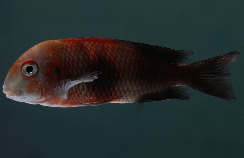 Tropheus sp. 'black' Rutunga (Red saddle)